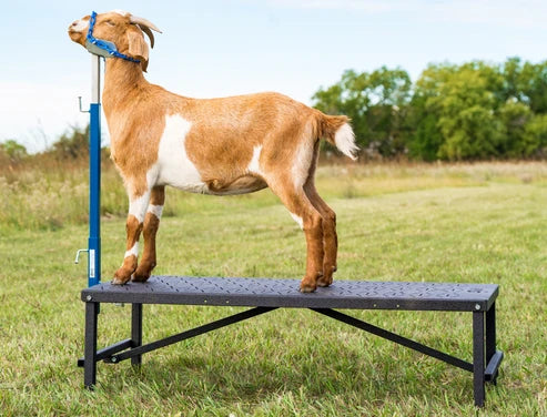 Sydell H.A.S.S. Stand | #0710 | Size 15" x 22" x 54" | Heavy-Duty Show Stand | For Sheep & Goats