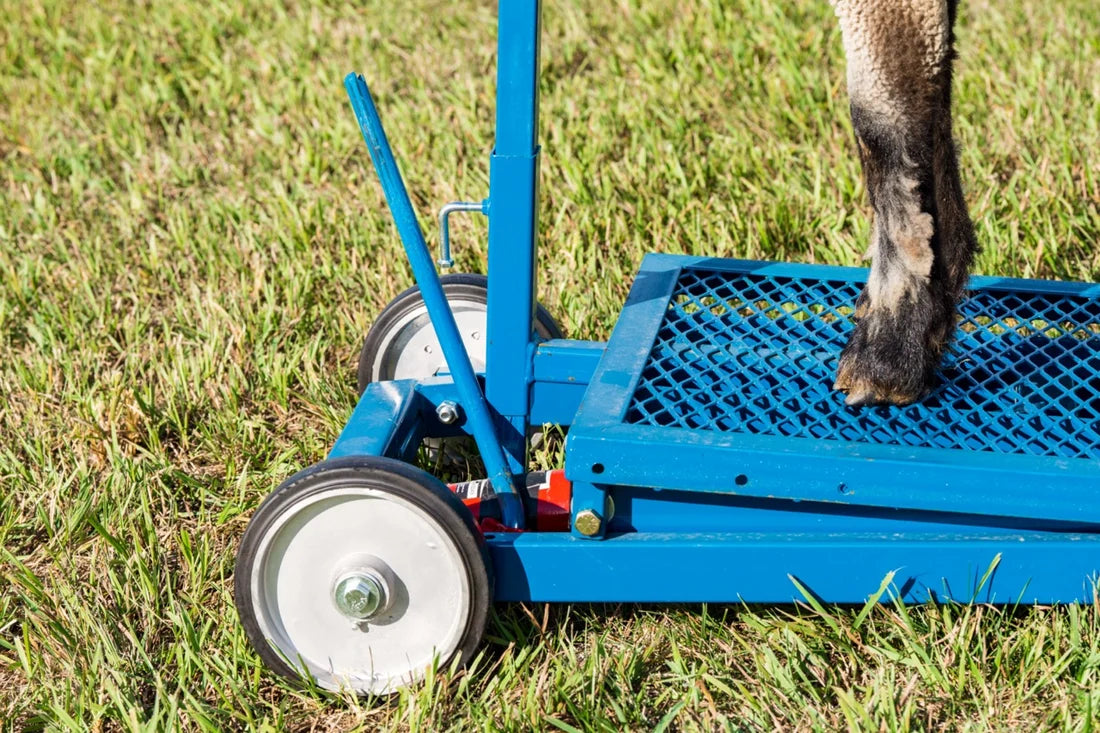 Sydell Hydraulic Stand With 0735 Milking Stanchion | #0781 | 20" x 48" Deck | For Sheep & Goat