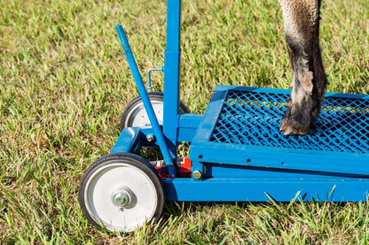 Sydell Hydraulic Stand With 0735 Milking Stanchion | #0781 | 20" x 48" Deck | For Sheep & Goat