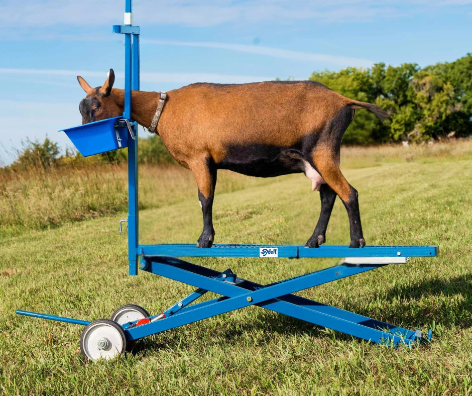Sydell Hydraulic Stand With 0735 Milking Stanchion | #0781 | 20" x 48" Deck | For Sheep & Goat