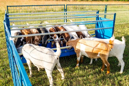 Sydell 2-Sided Horizontal Combination Feeder | 0824HP/0826HP | 25 1/2" Width | For Sheep & Goat