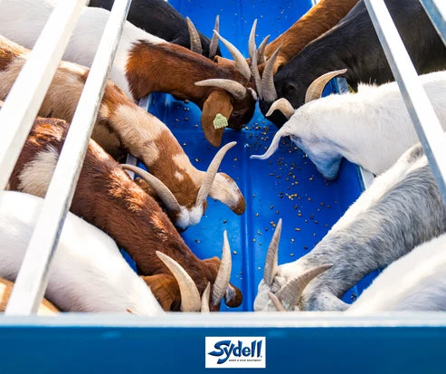 Sydell 2-Sided Horizontal Combination Feeder | 0824HP/0826HP | 25 1/2" Width | For Sheep & Goat