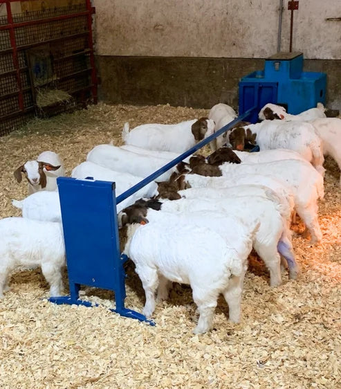 Sydell Bunk/Trough Grain Feeder | #0852F-4 / #0852F | 4' & 7' | Flat Trough | For Sheep & Goats