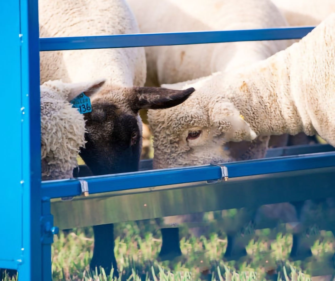 Sydell Trough Grain Feeder | 0852V-4 / 0852V | 4' & 7' | For Sheep & Goat Bunk Feeder