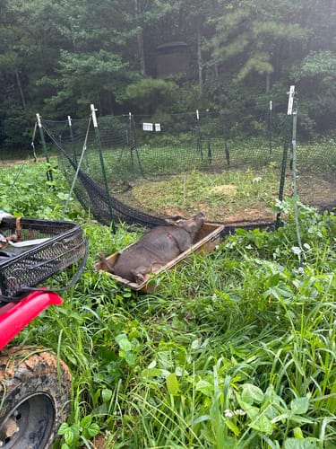 Pig Brig Portable Multi-Catch Wild Hog Trap | Size 20' | Double-Wall Hog Trap Net | Multi-Catch Wild Boar Control