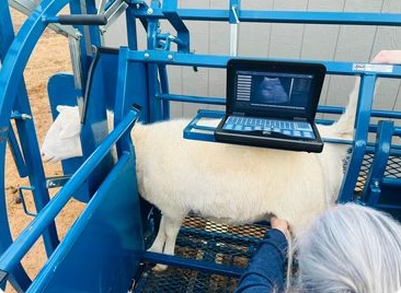 Sydell Sheep & Goat Working System E | #0987-L / #0987-R | 20'1" x 9'4" | 975 lb | For Sheep & Goat