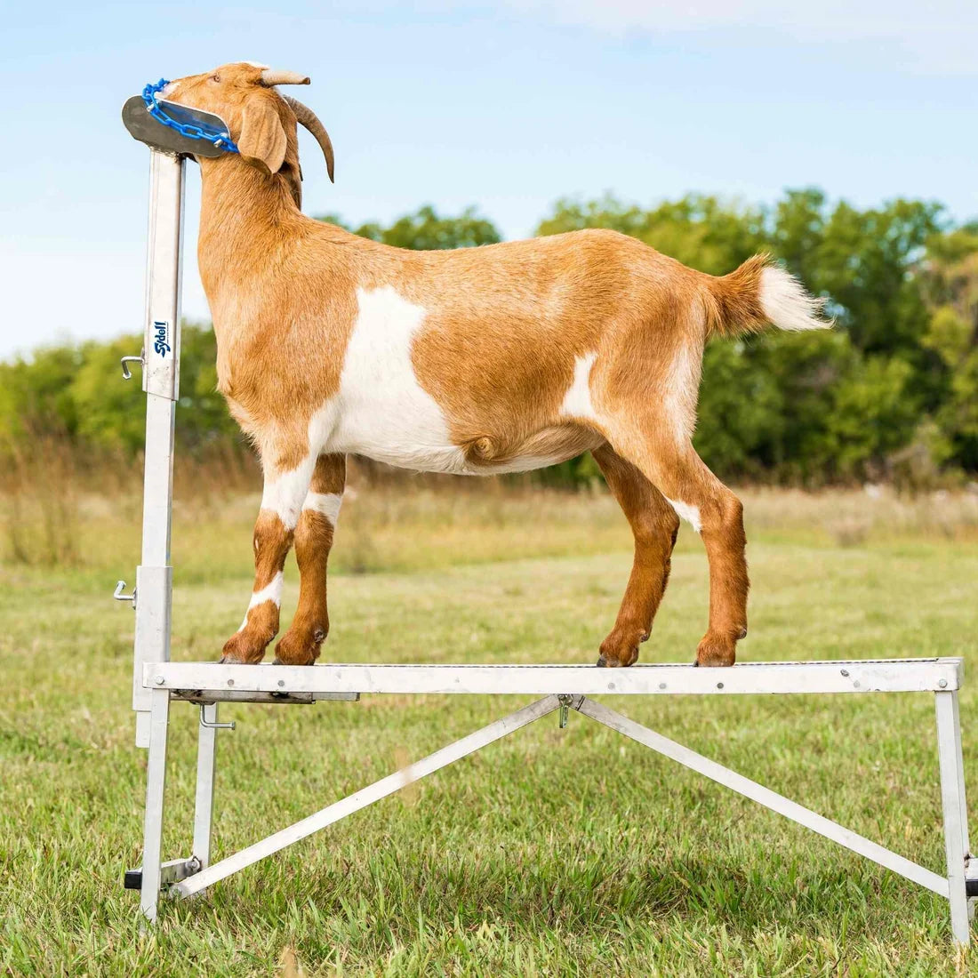 Sydell Large Head Piece | #0731-L | 110+ lbs Stock | Chain Kit Included | For Sheep & Goat Handling