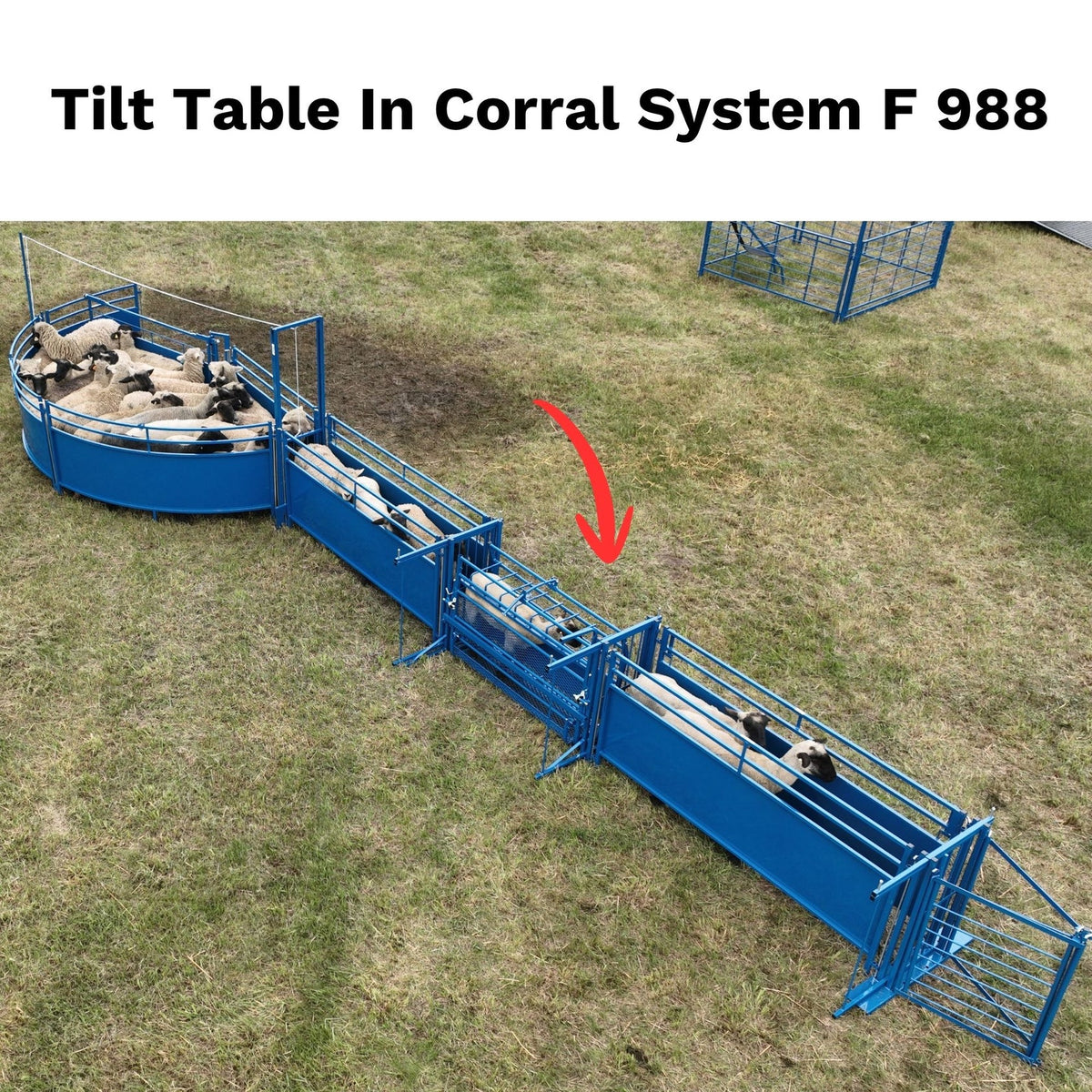Sydell Tilt Table For Sheep & Goats | #0930 | Width 61" | For 100+ lb Livestock Hoof Trimming