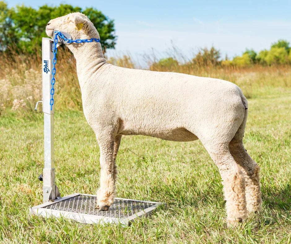 Sydell Aluminum Headpiece | #AL0731-L / #AL0731-S / #AL0730 | Small, Large & Nose Loop | For Sheep & Goats