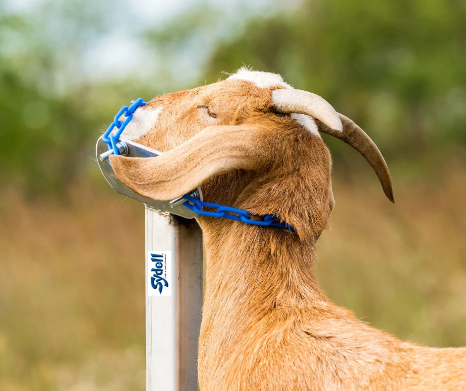 Sydell Aluminum Headpiece | #AL0731-L / #AL0731-S / #AL0730 | Small, Large & Nose Loop | For Sheep & Goats