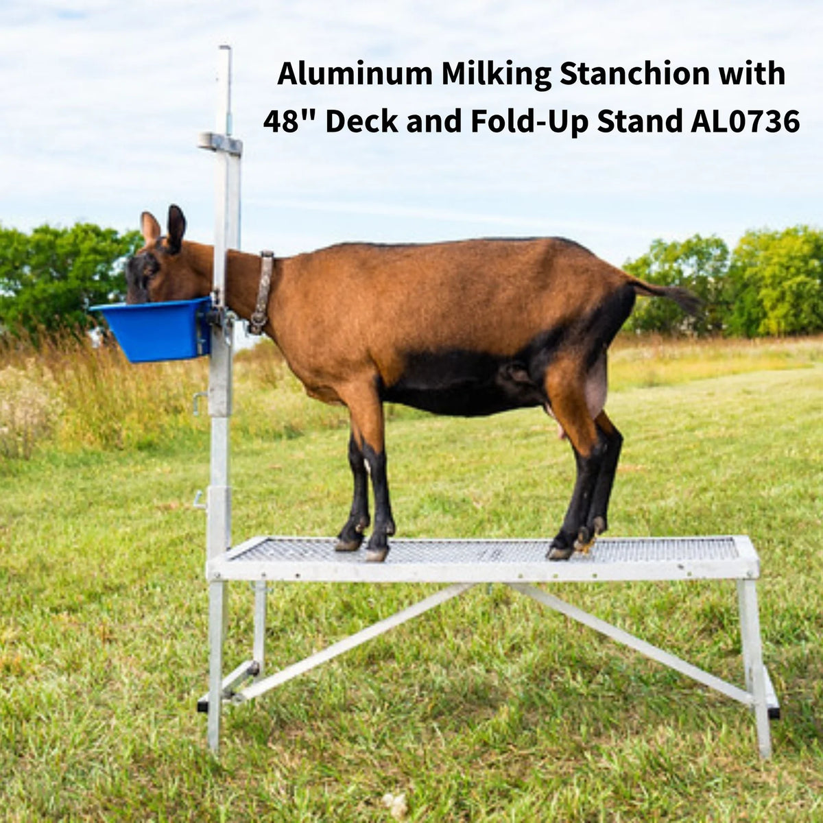 Sydell Milking Stanchion Set | #0736-36 / #0736 | Deck Size 20" x 36" & 48" | For Sheep & Goat
