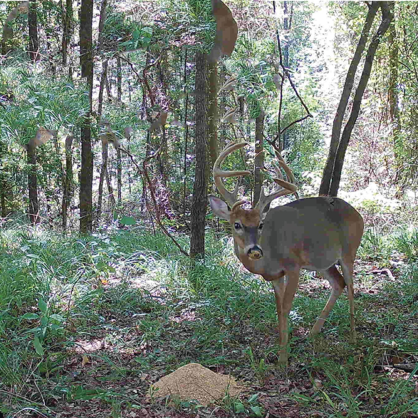 4S Advanced Wildlife Solutions Double Drop Attractant Block | Model I17112 | 25 lbs | Long‑Range Deer Feed & High‑Protein Attractant