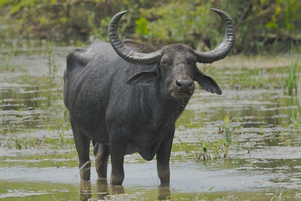 Florida Asian Water Buffalo Hunting Trip