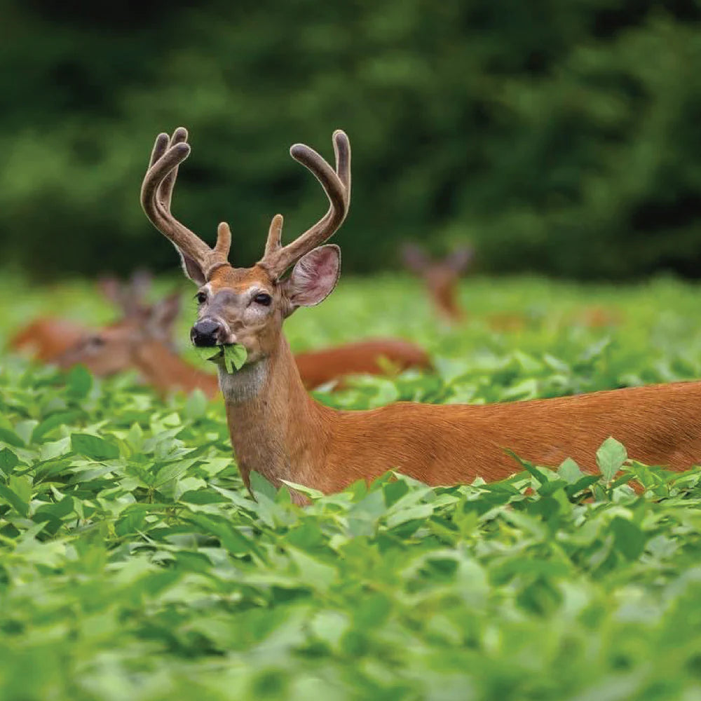 4S Advanced Wildlife Solutions Record Buck Beans | 50 lbs | High‑Protein Forage Soybeans | For Spring/Summer Deer Food Plots