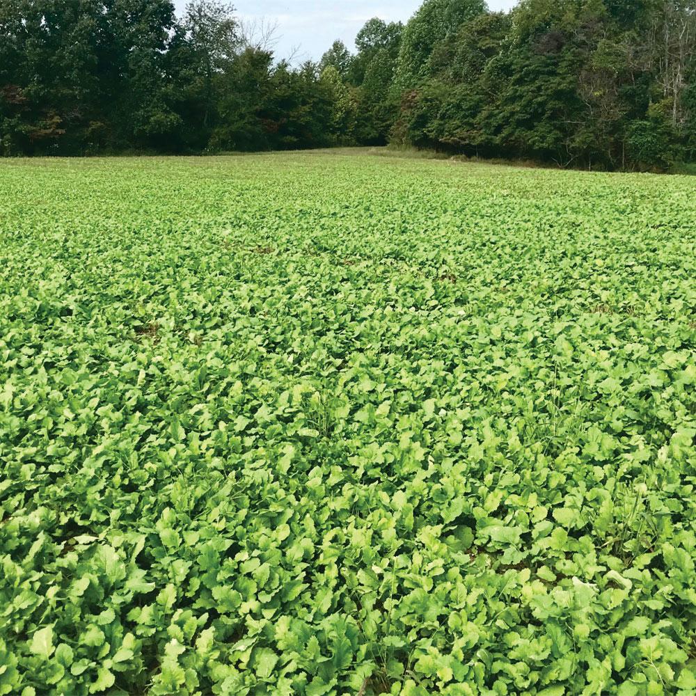 4S Advanced Wildlife Solutions Fall Food Plot Seeds | Harvest Advantage, Forager Plus, Brassica, Everlast, Blow-Till & Field Shield | Fall & Winter Deer Food Plot Seed