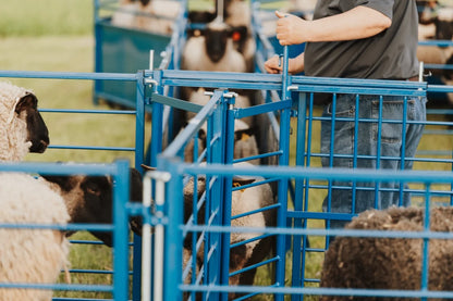 Sydell Complete Corral Working System G | #0989 | 31'6" x 7'10" | For Sheep & Goat Handling System
