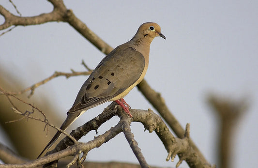 Florida Dove Hunting Trip