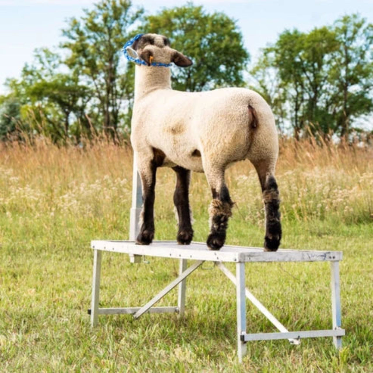 Sydell Fold-Up Fitting Stand | #0705 / #AL0745 | Size 20" x 48" | For Sheep & Goat Show Equipment