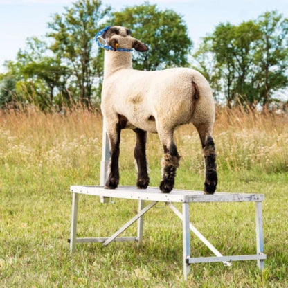 Sydell Fold-Up Fitting Stand | #0705 / #AL0745 | Size 20" x 48" | For Sheep & Goat Show Equipment
