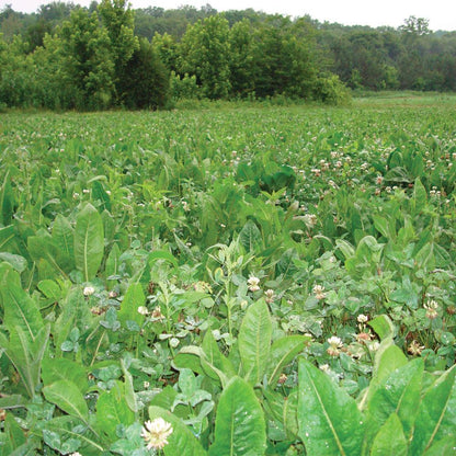 4S Advanced Wildlife Solutions Fall Food Plot Seeds | Harvest Advantage, Forager Plus, Brassica, Everlast, Blow-Till & Field Shield | Fall & Winter Deer Food Plot Seed