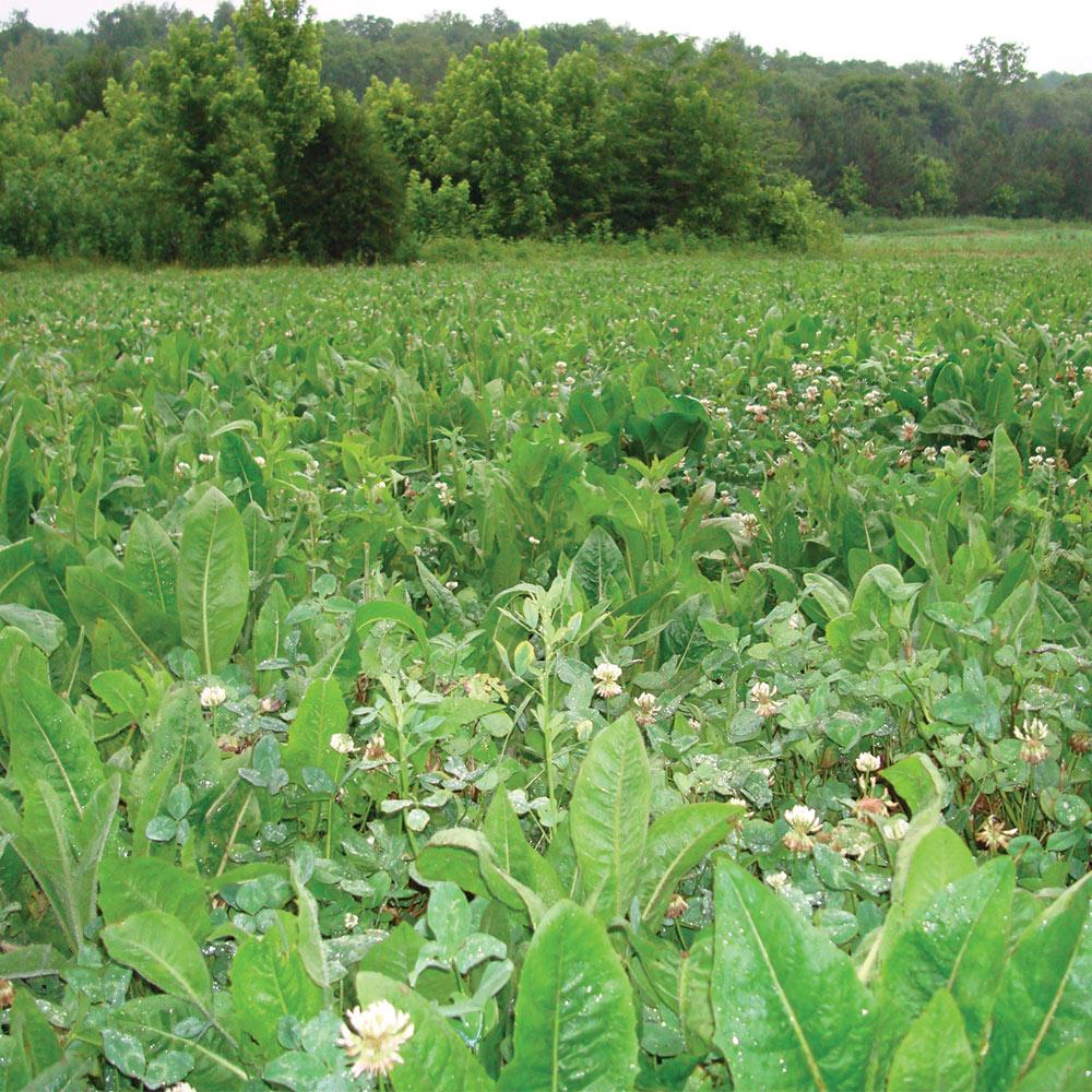 4S Advanced Wildlife Solutions Fall Food Plot Seeds | Harvest Advantage, Forager Plus, Brassica, Everlast, Blow-Till & Field Shield | Fall & Winter Deer Food Plot Seed