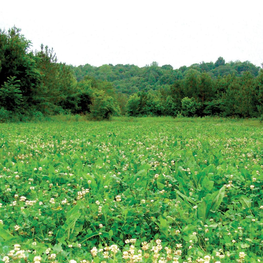 4S Advanced Wildlife Solutions Fall Food Plot Seeds | Harvest Advantage, Forager Plus, Brassica, Everlast, Blow-Till & Field Shield | Fall & Winter Deer Food Plot Seed