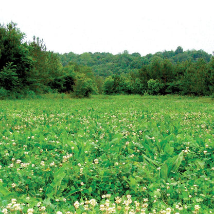 4S Advanced Wildlife Solutions Fall Food Plot Seeds | Harvest Advantage, Forager Plus, Brassica, Everlast, Blow-Till & Field Shield | Fall & Winter Deer Food Plot Seed