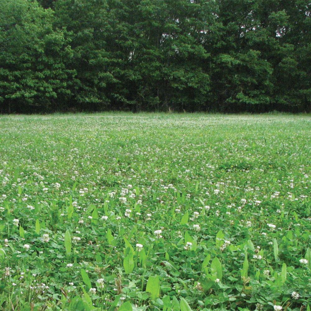 4S Advanced Wildlife Solutions Fall Food Plot Seeds | Harvest Advantage, Forager Plus, Brassica, Everlast, Blow-Till & Field Shield | Fall & Winter Deer Food Plot Seed
