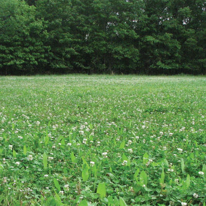 4S Advanced Wildlife Solutions Fall Food Plot Seeds | Harvest Advantage, Forager Plus, Brassica, Everlast, Blow-Till & Field Shield | Fall & Winter Deer Food Plot Seed