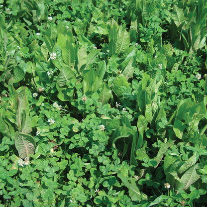 4S Advanced Wildlife Solutions Fall Food Plot Seeds | Harvest Advantage, Forager Plus, Brassica, Everlast, Blow-Till & Field Shield | Fall & Winter Deer Food Plot Seed