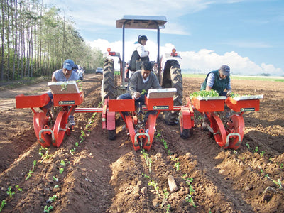 Checchi & Magli Transplanter Foxdrive R-14 | Inter-Plants Spacing 4