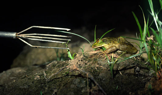 Florida Frog Gigging Trip
