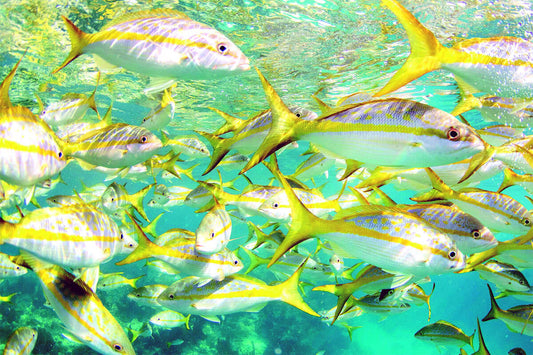 Florida Reef & Wreck Fishing Trips