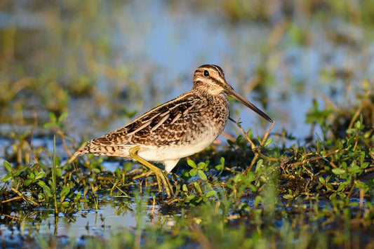 Florida Snipe Hunting Trip