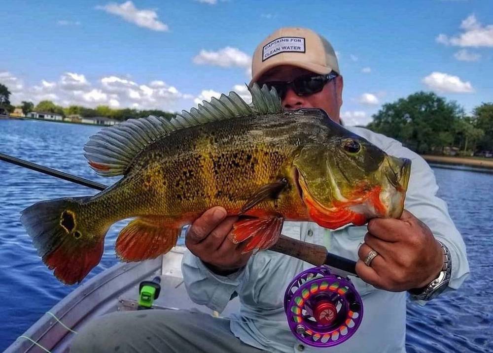 Florida Peacock Bass Fishing Trips
