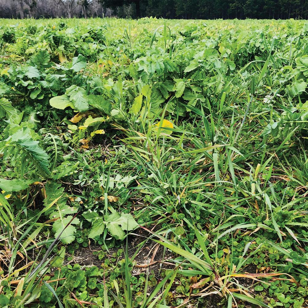 4S Advanced Wildlife Solutions Fall Food Plot Seeds | Harvest Advantage, Forager Plus, Brassica, Everlast, Blow-Till & Field Shield | Fall & Winter Deer Food Plot Seed