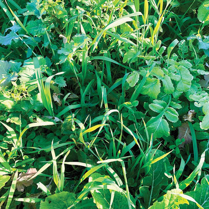 4S Advanced Wildlife Solutions Fall Food Plot Seeds | Harvest Advantage, Forager Plus, Brassica, Everlast, Blow-Till & Field Shield | Fall & Winter Deer Food Plot Seed