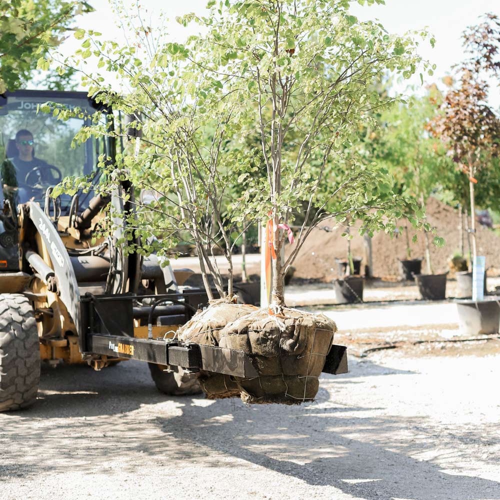 ProLine Pinchers Tree Fork | Attaches To All ProLine Grabber Models | Rootball Capacity 14"–54" | Hydraulic Flow Range 15–25 GPM | For Skid Steers