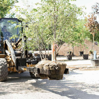 ProLine Pinchers Tree Fork | Attaches To All ProLine Grabber Models | Rootball Capacity 14"–54" | Hydraulic Flow Range 15–25 GPM | For Skid Steers