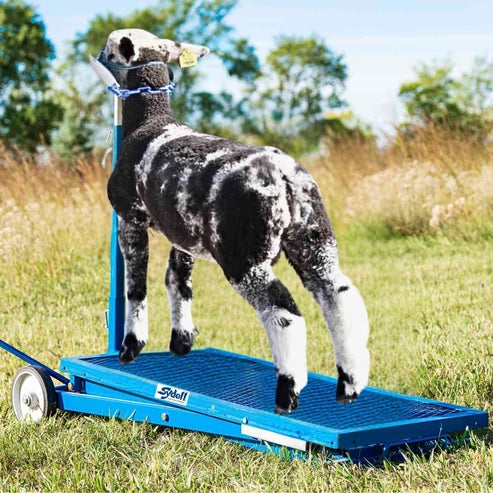 Sydell Hydraulic Stand | #0780 | Deck Size 20" x 48" | For Livestock Show & Grooming