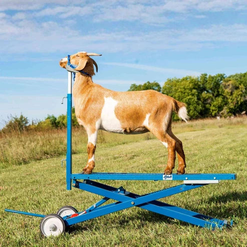 Sydell Hydraulic Stand | #0780 | Deck Size 20" x 48" | For Livestock Show & Grooming
