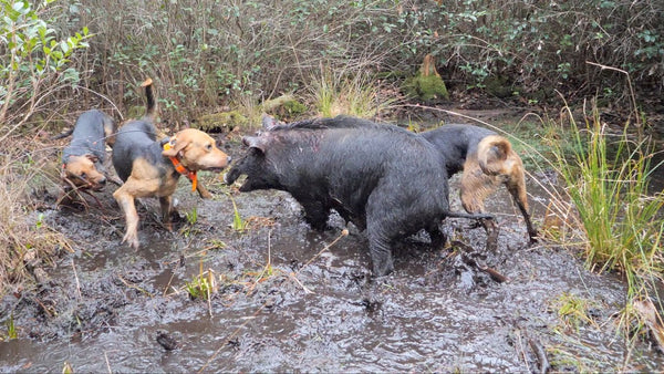 Wild Hogs Best Boar Hunting Dogs Wild Hog Hunt By Alvin Hepler