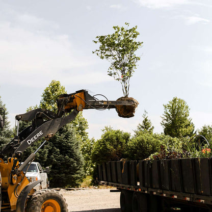 ProLine Tree Planting Equipment | Model Grabber Standard | Width 42" | Rootball Capacity 14″-42″ | Reach 8' | Hydraulic Flow Range 15–25 GPM | For Skid Steers