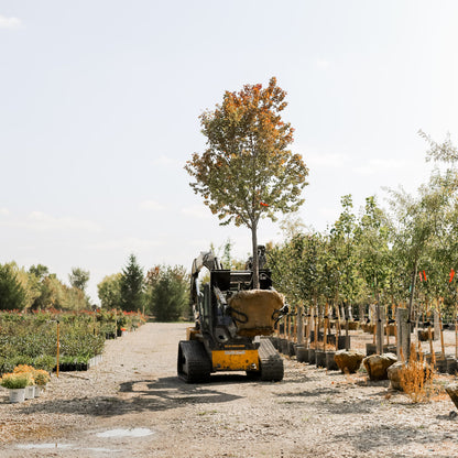 ProLine Tree Planting Equipment | Model Grabber XL | Width 54" | Rootball Capacity 32"-54" | Reach 8' | Hydraulic Flow Range 15–25 GPM | For Skid Steers