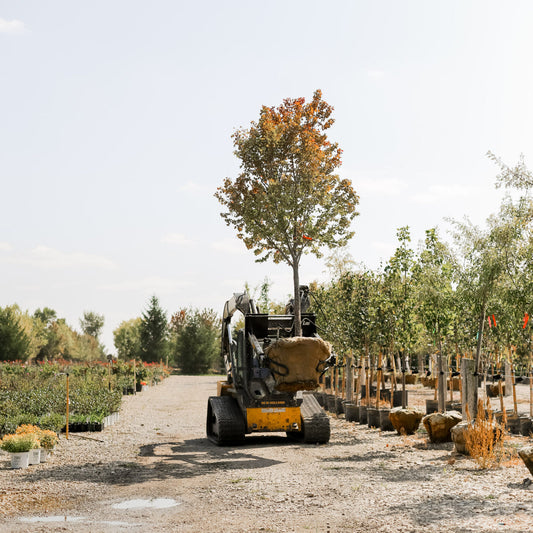 ProLine Tree Planting Equipment | Model Grabber XL | Width 54" | Rootball Capacity 32"-54" | Reach 8' | Hydraulic Flow Range 15–25 GPM | For Skid Steers