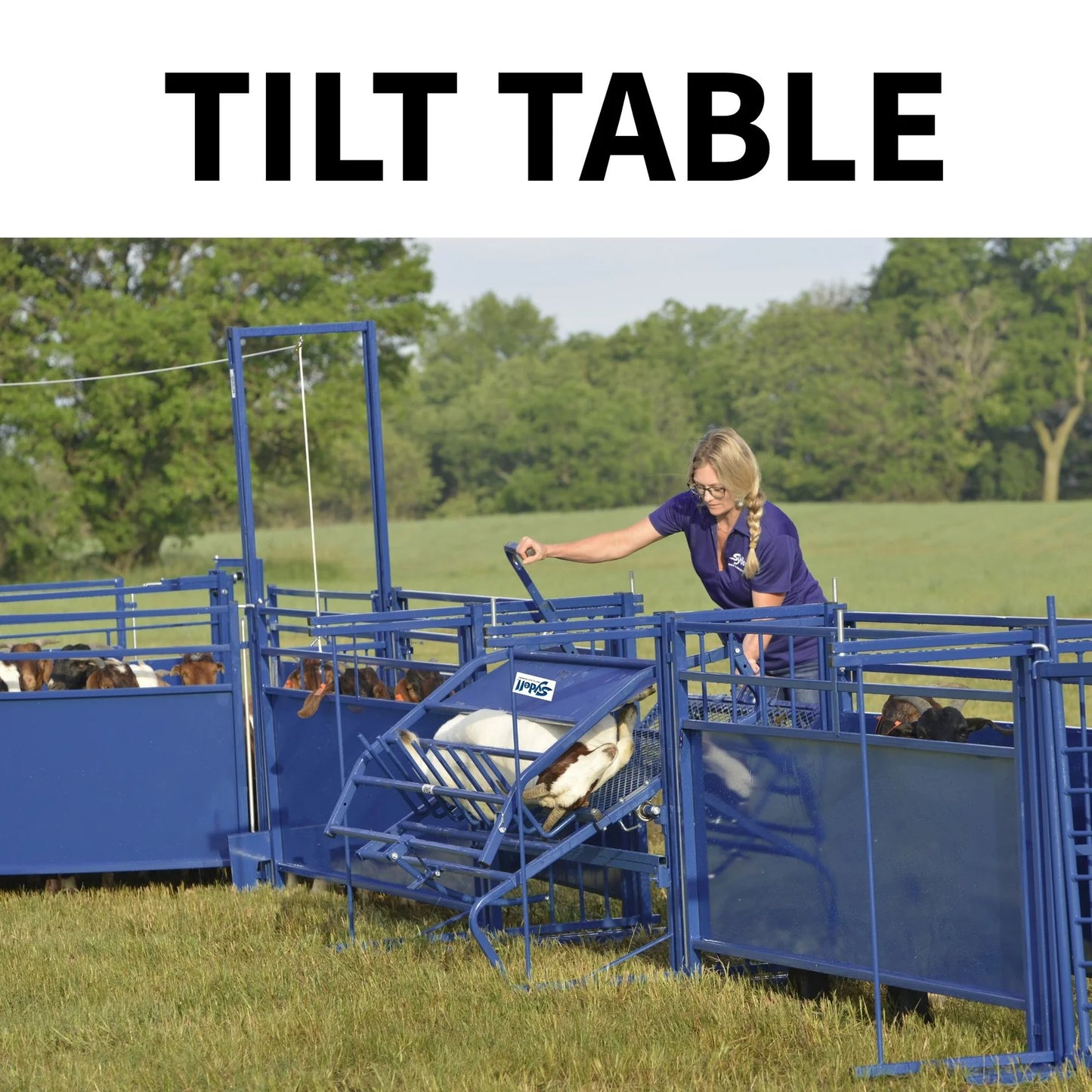 Sydell Tilt Table For Sheep & Goats | #0930 | Width 61" | For 100+ lb Livestock Hoof Trimming