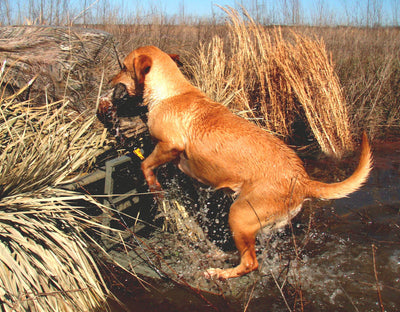 Great Day | Load-A-Pup Hunting Dog Ramp | Model LP500HD | Platform Size 14