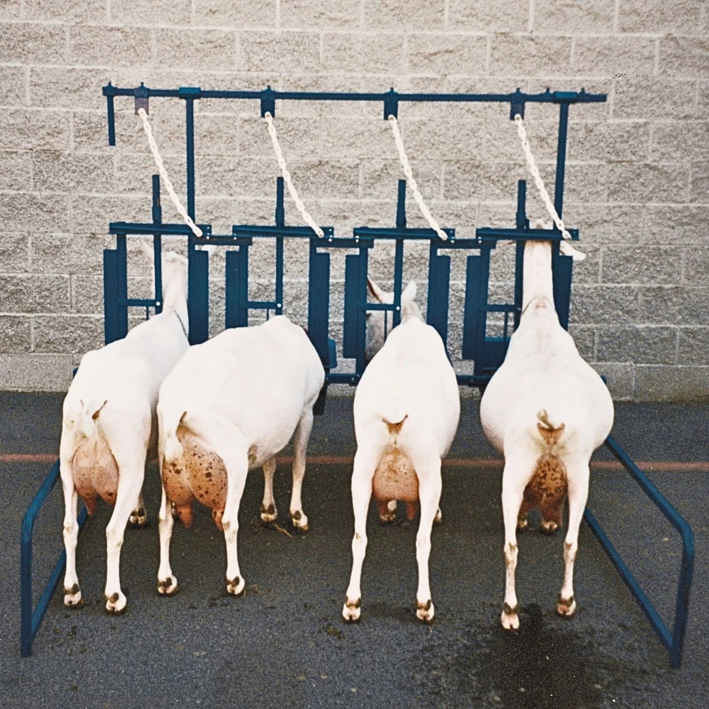 Sydell Self-Standing Milking Parlor Unit | #1055 | 82" L x 68" W | For Sheep & Goat Feeding