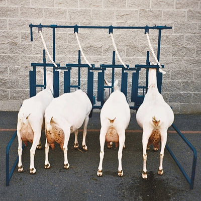 Sydell Self-Standing Milking Parlor Unit | #1055 | 82