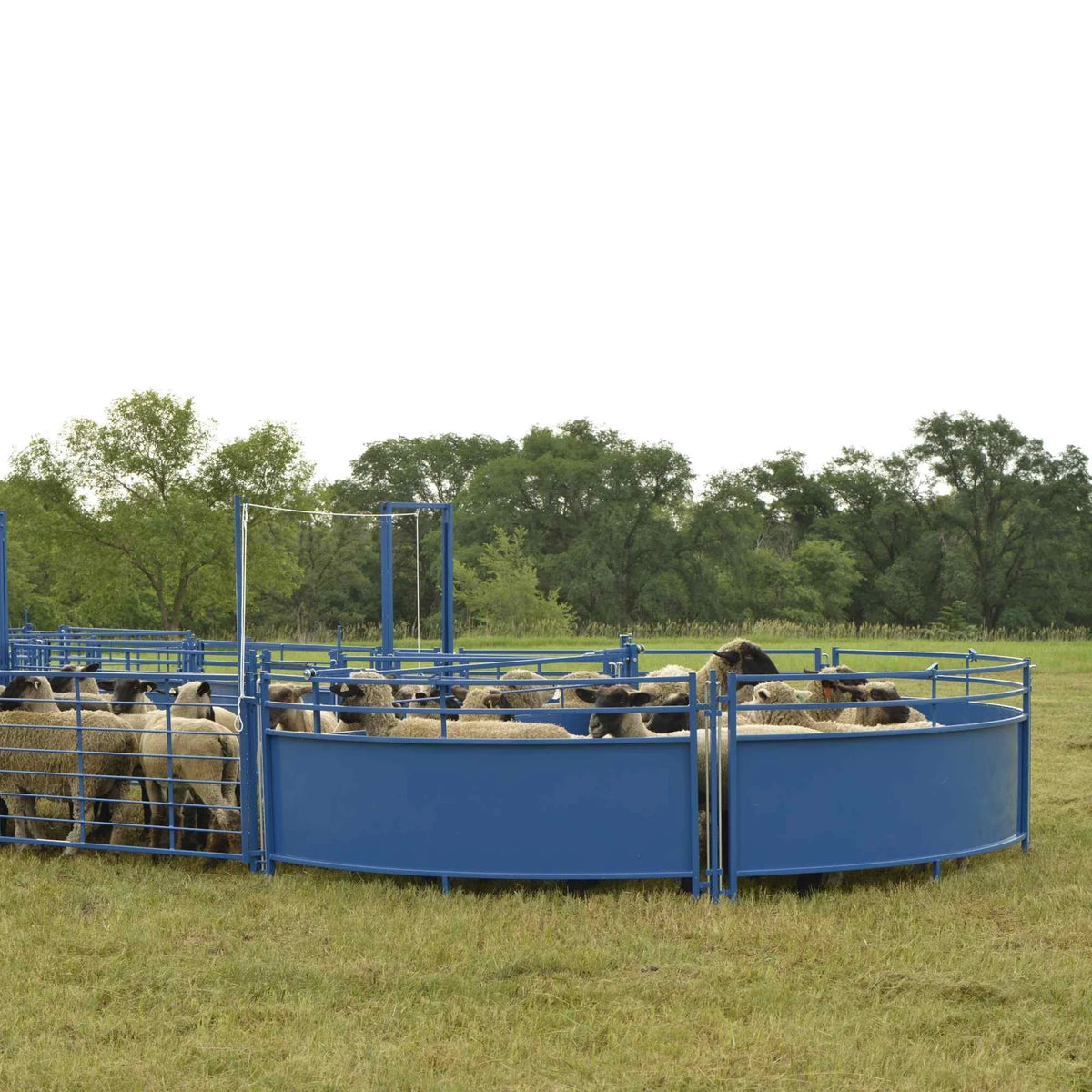 Sydell Corral Working System Tub | #0989TUB | 13'6" L x 7'8" W | For Sheep & Goat Handling